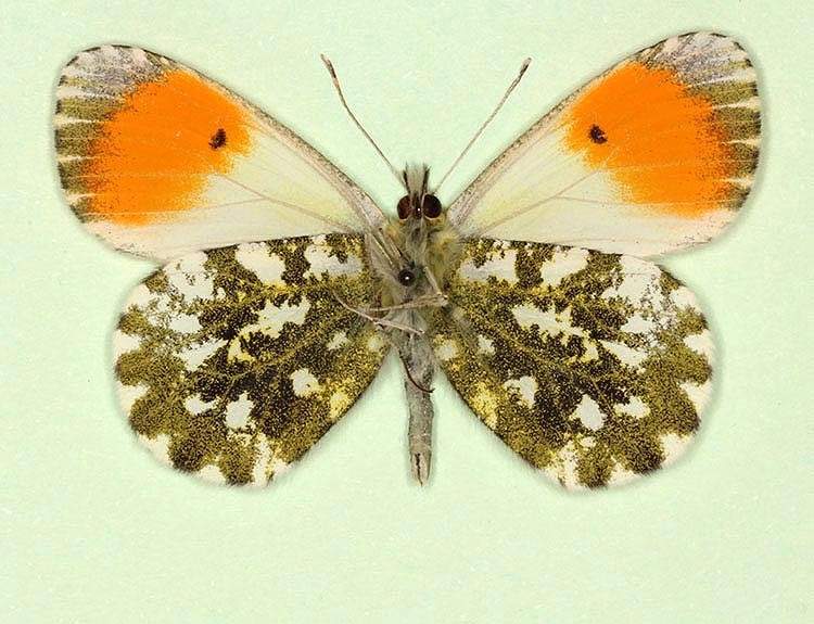 Anthocharis cardamines male (aberrant form kutokovi, verso) (Internet Image property of respective owner, non-commercial use only)